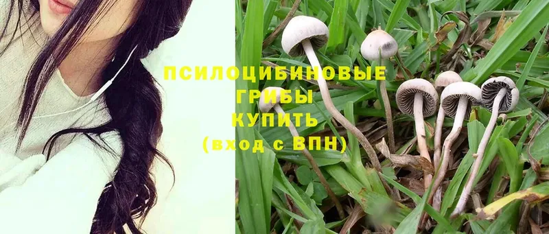 сколько стоит  Набережные Челны  Псилоцибиновые грибы Psilocybe 